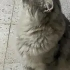 قطة شيرازي