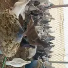حمام للبيع .. .