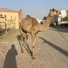 حقه للبيع سلاله فل