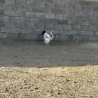 ديك براهما كولمبي