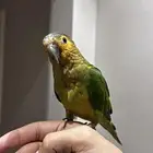 كنيور براون ثروتد