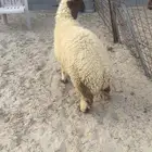 هرفي لباني