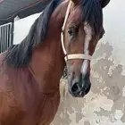 تدريب ركوب الخيل
