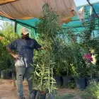 طلح ملحي 2 متر ب 10