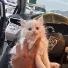 قطة شيرازية للبيع العمر 4 اسابيع