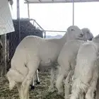 خرفان ورخال ذبايح لباني