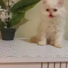 قط مفقود بالهفوف حي النعاثل المزروعيه