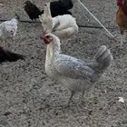 دجاج بشاير وكبير للبيع