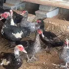 بط بح مسكوفي بح بط
