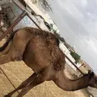 حاشي كفوا للبيع