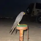 بكه للبيع