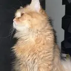 قط ذكر للتزواج