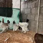 دجاج براهما كولمبي على بطنه عمر 6 شهرر