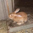 ارانب بلديه