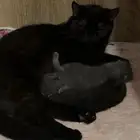 قطط كيتن للبيع