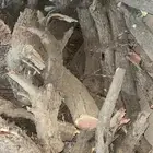 حطب ماشاءالله للبيع مستورد