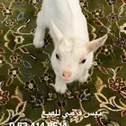 تيس قزمي العمر 3 اسابيع