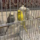 طيور حب بادجي ذكور 4