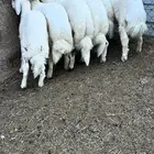 6طليان فيه رخل فل شحم وطراف ونظاف شرط (( تم البيع ))