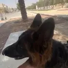 كلب جيرمن ( ذكر ) للبيع