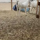 جفره بيشيه صنف الصنف
