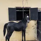 مهره عربيه ورق للبيع