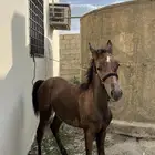 اعرض لكم مهر للبيع