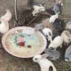 ارانب للبيع