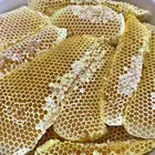 مناحل ابو عبدالله