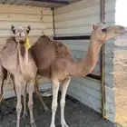 بكره حره للبيع