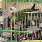 ببغاء در