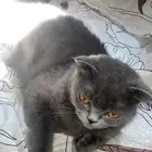 قطة للبيع