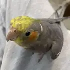 عصفور كروان