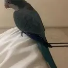 كويكر الراهب ازرق هدد وولافه وتربيه