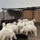 طليان للبيع
