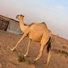 4 من الابل 3 منها وضح واحده حمراء وبكره وقعود