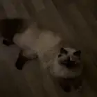 قطه هملايا للبيع