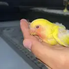 فرخ روز لاتينو شامل ملحقاته