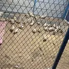 صندقه 2  2 شبه جديده
