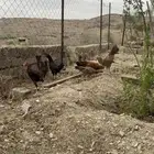دجاج بشاير أصيل