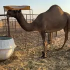 ضروبة عجم صفرا طيبة سنها رباع سليمة العذاريب