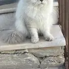 قط للتزاوج عمر سنه
