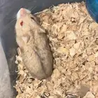 همستر للبيع