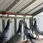 حمام كارير فاخر