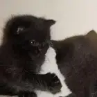 سكوتش شورت هير