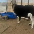 نجدية جذعة والد