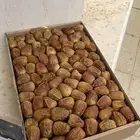 تمر مفتل و جلكسي