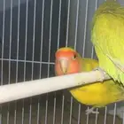 للبيع جوز روز واليف وصحه