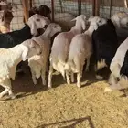 خرفان حريات وسواكل