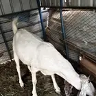 عنز مصريه دافع